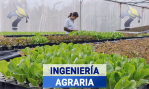 Programa de Estudios Conjunto de Grado en Ingeniería Agrícola y del Medio Rural + Grado en Ingeniería de las Industrias Agrarias y Alimentarias